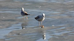 Birds at early spring, video.
