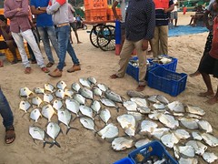 Fish Auction at Malvan Beach
