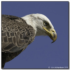 America Bald Eagle