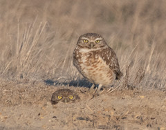 Burrowing Owls - 2019