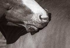 Equine close ups