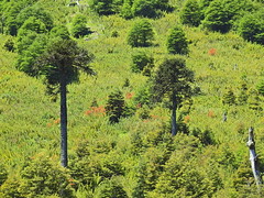 Flora nativa de los Andes y Chile (árboles y arbustos)