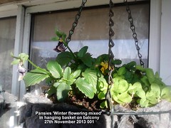 Pansies in hanging baskets on balcony 2013-14