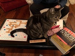 Kitty Scrabble
