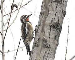 Woodpecker & Sapsucker