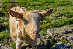 Doonies Rare Breeds Farm - Aberdeen Scotland