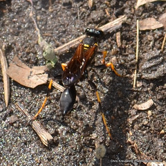 Sceliphron caementarium, yellow-legged mud dauber wasp