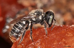 Megachile (Hackeriapis) tosticauda