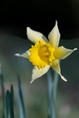 Daffodil day 2019
