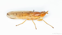 Diptera: Brachycera: Lauxaniidae
