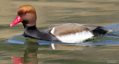 CANARDS &FOULQUES &gallinules