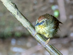 Timaliidae - Tree-Babblers, Scimitar-Babblers and Allies