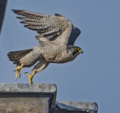Leigh Peregrines