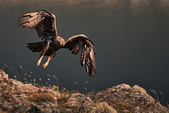 Aguila Real - Aquila chrysaetos - Aguia Real - Golden Eagle