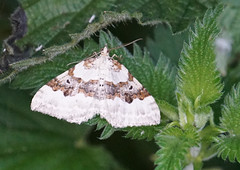 Silver-ground Carpet moth