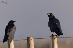 Gralha-preta / Carrion crow (Corvus corone)