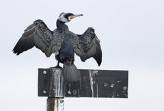 Storskarv (Great Cormorant)