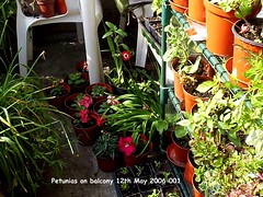 Petunias 2006