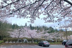 Cherry Blossom at North Creek Park
