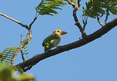 Barbets of the World