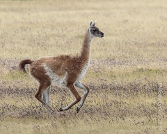 Guanacos and allies