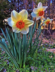 Spring 2019 Blooms, Durham, NC.