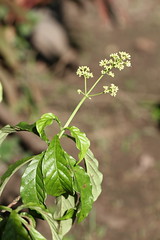 Psychotria alba Ruiz & Pav. (Língua-de-vaca)