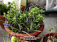 Grape Hyacinths 2008