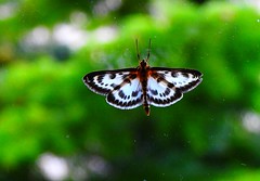 Liste der Schmetterlinge und Falter