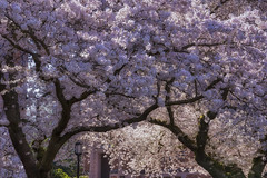 Yoshino Cherry Trees at UW Campus 2019