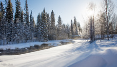 Voyage en Laponie finlandaise - Rovaniemi - Kaarnintie  - Wolf Trail