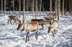Parc aux rennes - Rovaniemi