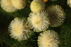 Bruniaceae  ブルニア科