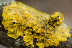 Bio of a common orange lichen