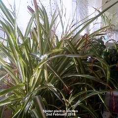 Spider plants 2019