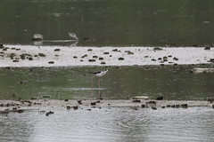 Birds (Water Birds) in Wetlands