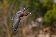 Íbis-preta / Glossy ibis (Plegadis falcinellus)
