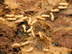 Subterranean Termites
