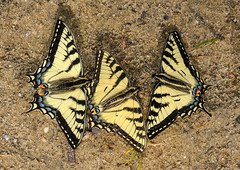 Swallowtails (Papilionidae)