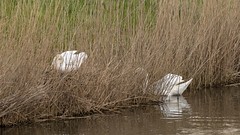 2019 - Swans Nesting
