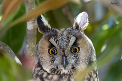 Bufo-pequeno / Northern long-eared owl (Asio otus)