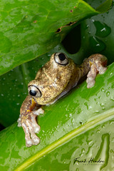 Frogs, toads and other amphibians.