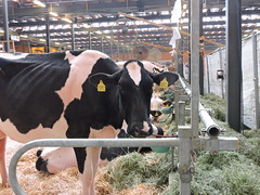 Bulle: Expo Bulle  2019 - Red Holstein