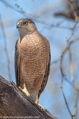 Coopers Hawk Family