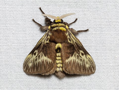 Flannel Moths (Megalopygidae)