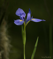 Louisiana 'Wild' Iris