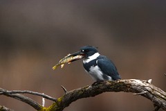 Belted Kingfisher Swallowing Fish Sequence