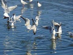 Birds over water:)