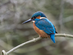 Kingfisher 