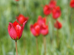 tulipes precoces "bouilhats " site protégé